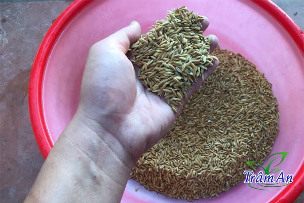 Chọn lúa để ủ mầm