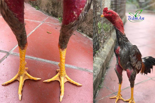 con gà có mấy ngón chân