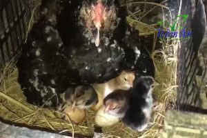 Cách ấp trứng gà chọi