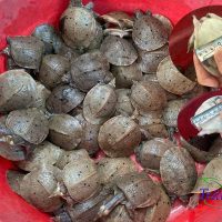 Ba ba gai 50-70 gram