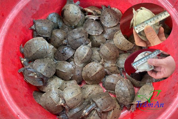 Ba ba gai 50-70 gram
