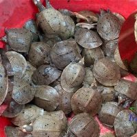 Ba ba gai giống thuần chủng