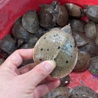 Giống ba ba gai thuần chủng