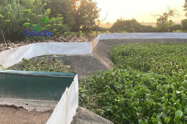 Ao nuôi ba ba gai ăn nổi