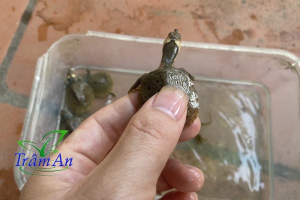 Ba ba gai mới nở