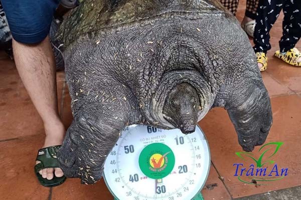 Ba ba gai trưởng thành