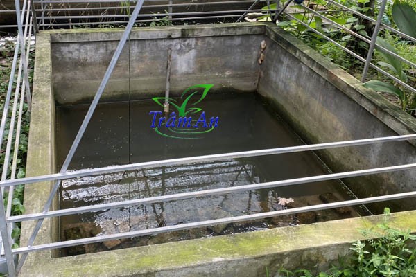 Bể nuôi gột ba ba gai mới nở