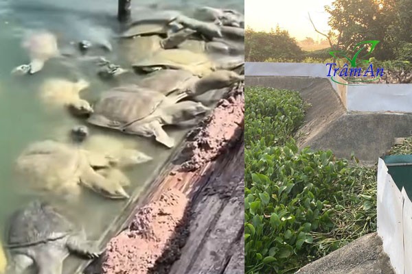 Cho ba ba gai ăn nổi 