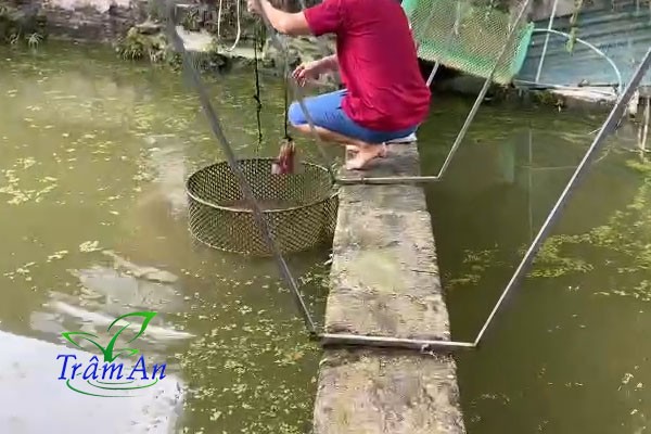 Cho ba ba gai ăn bằng máng treo