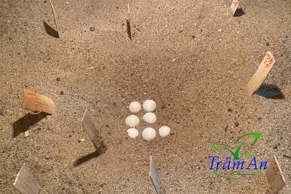 Khu vực ấp trứng ba ba gai