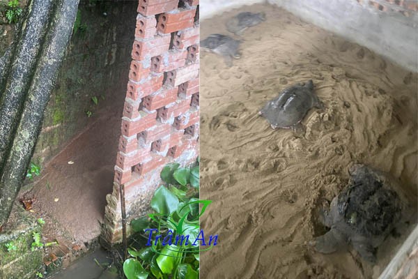 Khu vực ba ba gai đẻ trứng