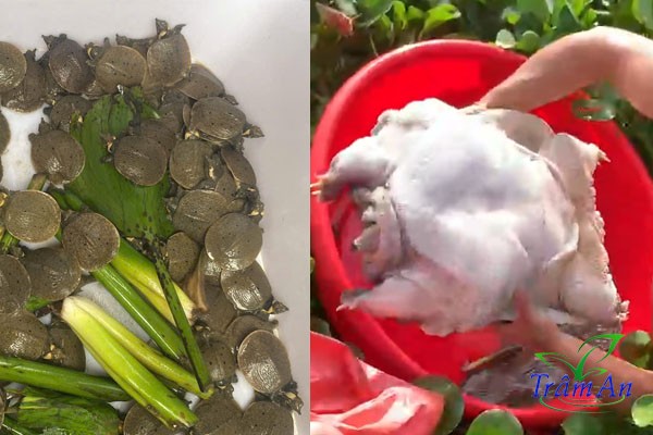 Kỹ thuật nuôi ba ba gai