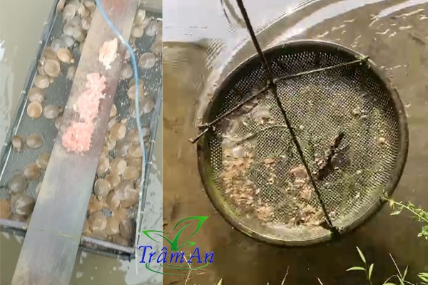 Máng ăn cho ba ba gai giống