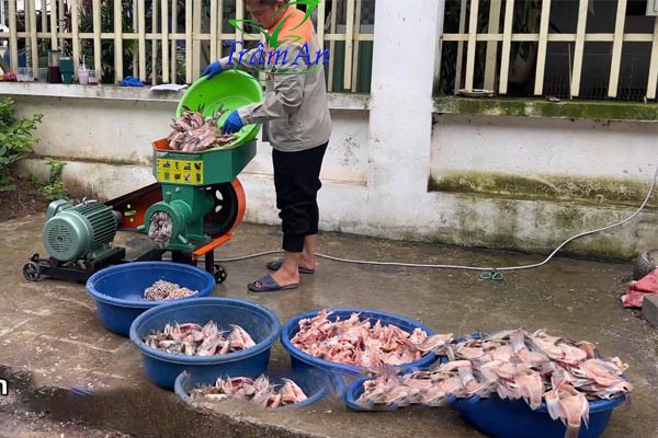 Nghiền thức ăn cho ba ba