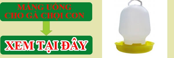 máng uống cho gà chọi con