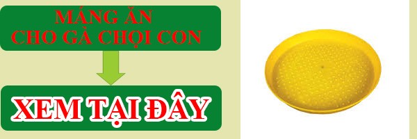 Máng ăn cho gà chọi con