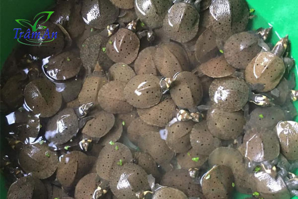 Ba ba gai giống đẹp