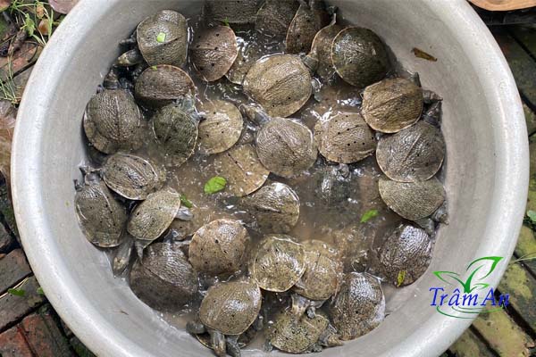 Ba ba gai giống thuần chủng