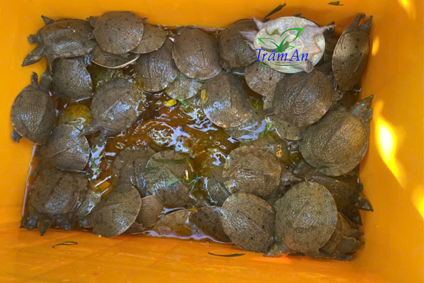 Mua Ba Ba Gai Giống ở đâu Tốt Nhất?