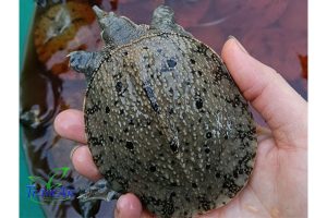 Ba ba gai giống thuần chủng