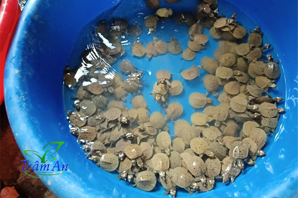 Ba ba gai giống thuần chủng mới nở