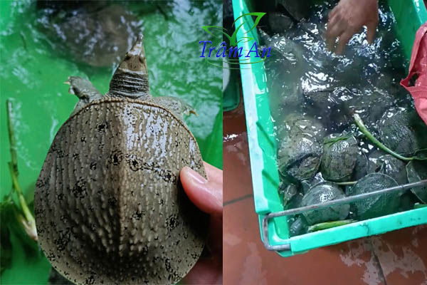 Giống ba ba gai thuần chủng