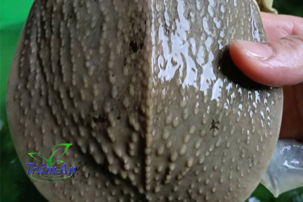 Lưng ba ba gai giống