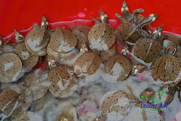 Mua ba ba gai giống thuần chủng