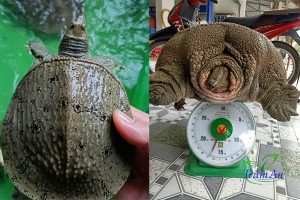 Bán Ba Ba Gai Thuần Chủng