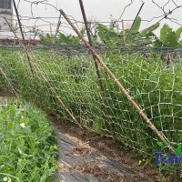 Cây đậu Hà Lan leo giàn