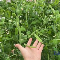 hạt đậu Hà Lan ăn quả