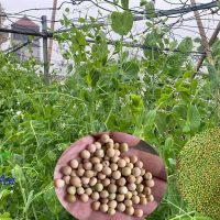 Hạt Giống đậu Hà Lan