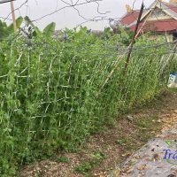 Làm giàn cho cây đậu Hà Lan
