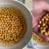 Ngâm hạt đậu Hà Lan