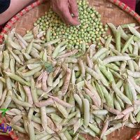 Quả đậu Hà Lan già