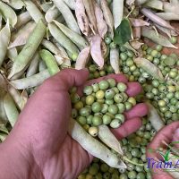 thu hoạch hạt đậu Hà Lan